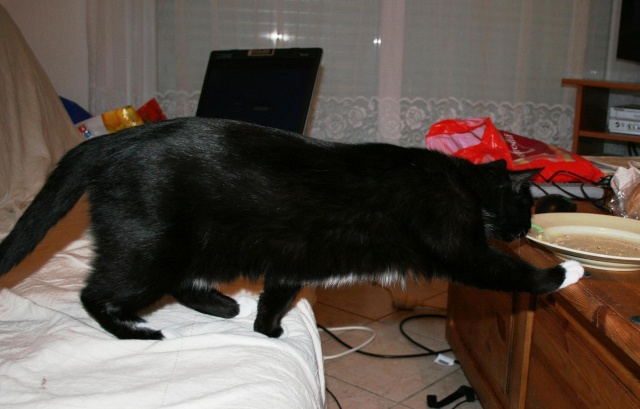 Yoko / 6 mois, petite chatte noire et blanche Y0310