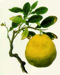 Citronnier  ( Citrus limonum - RUTACEES ) Citron10