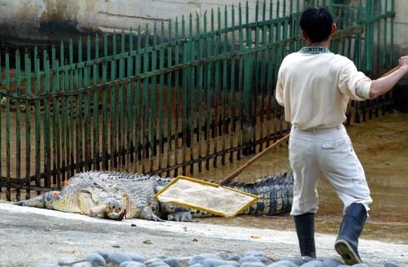 Insolite!! Un vtrinaire se fait arracher le bras par... 01_210