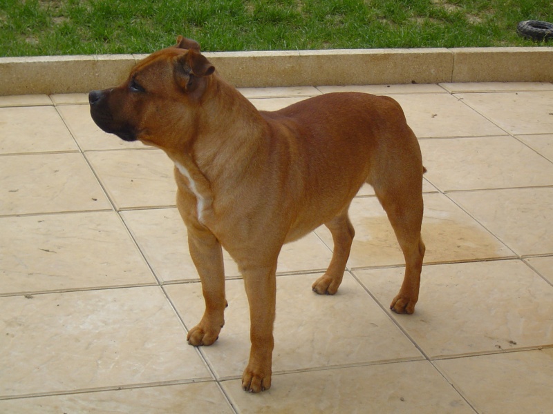 ACTION MAN (dit kenzo) DE KARYSHA (staffie) - Page 6 Dsc07116