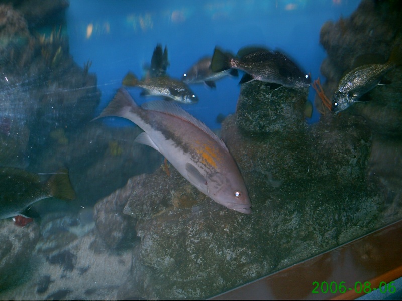 aquarium de barcelone Pict0326