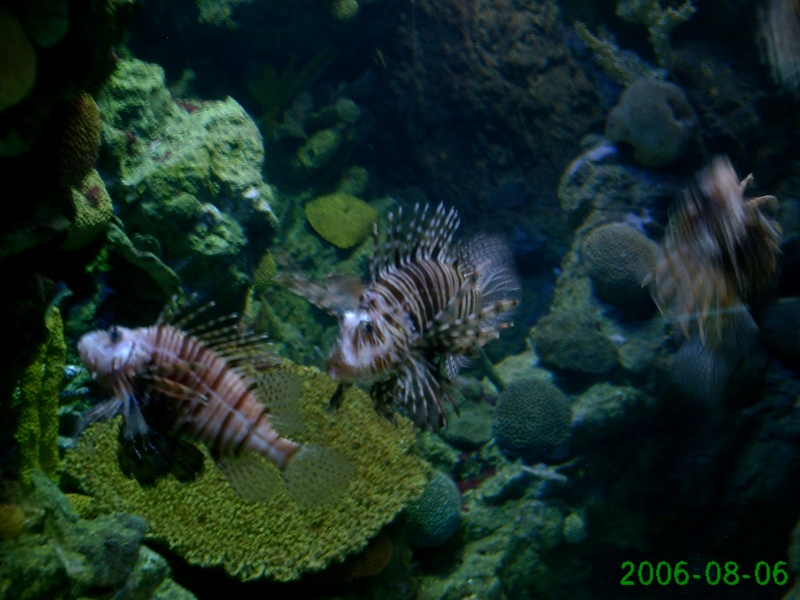 aquarium de barcelone Pict0345