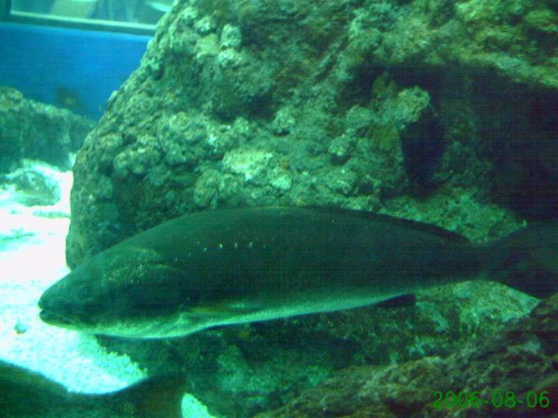 aquarium de barcelone Pict0412