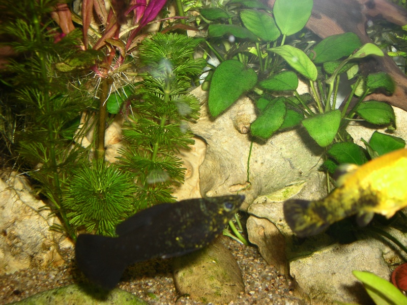 Mes poissons (albin) Dscn0412