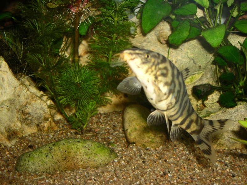 Mes poissons (albin) Dscn0413