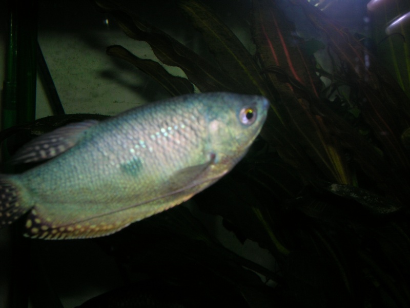 Mes poissons (albin) Dscn0414