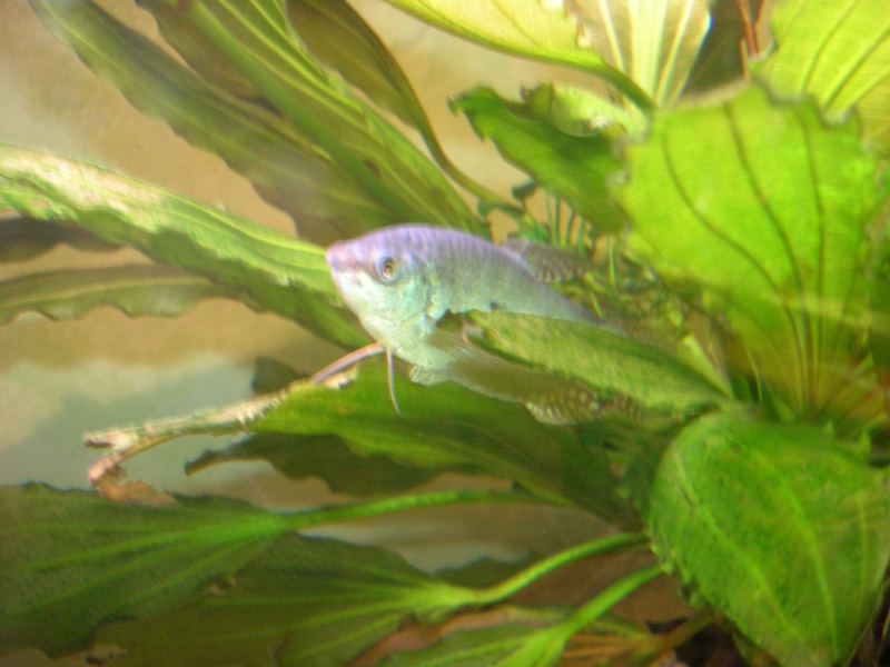Mes poissons (albin) Dscn0710