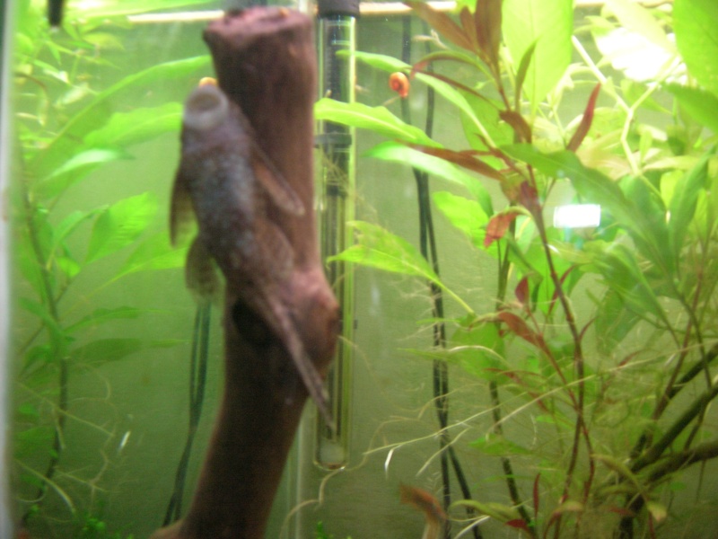 Mes poissons (albin) Dscn0711