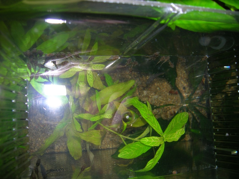 Mes poissons (albin) Dscn1510