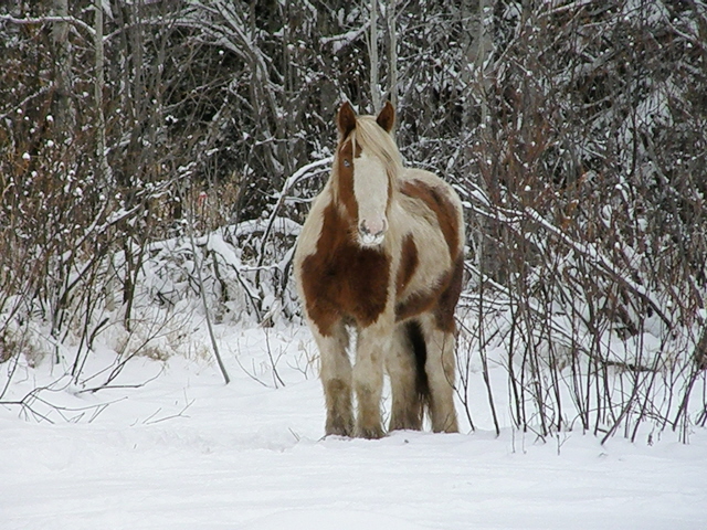 Encore dans la neige, au Québec !  nv p_11 Pc057715