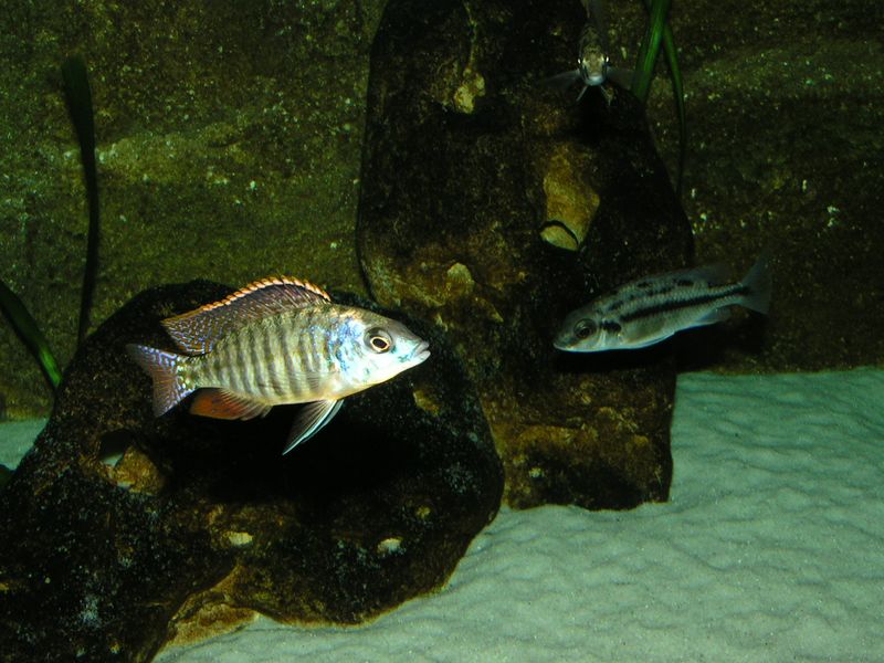 Aulonocara baenshi" Nkhomo reef " Fenest10