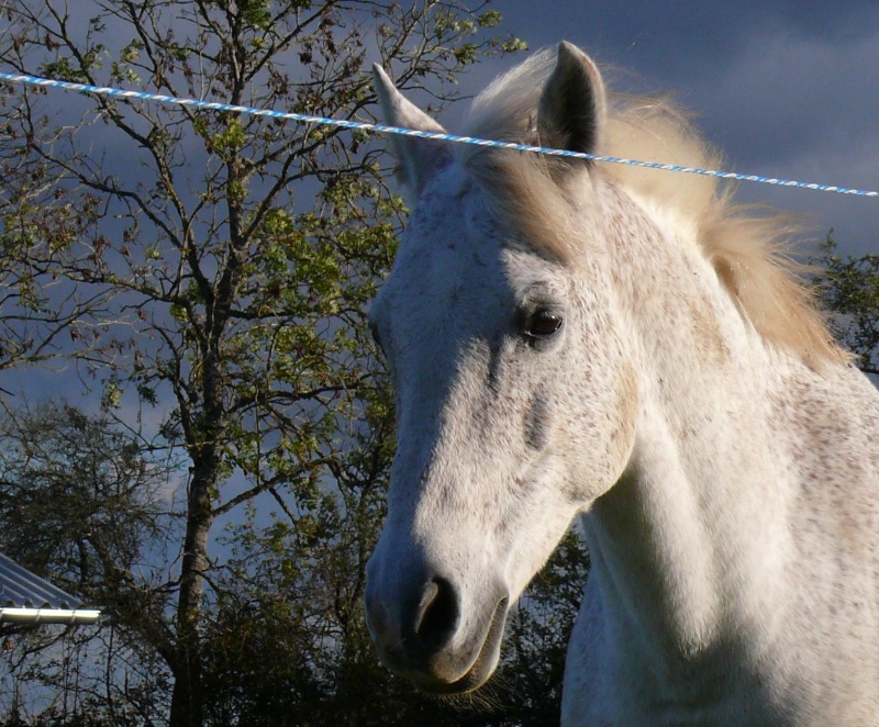 ça manque de chevaux... Djel10