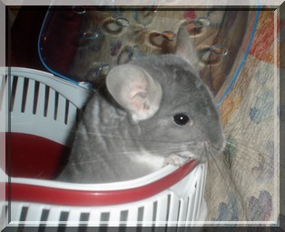 Le vote est ouvert: Vos chinchilla Violet Leo_0010