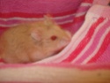 Voici Mes Hamsters nains Campbell Cendri10
