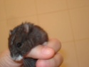Voici Mes Hamsters nains Campbell Esmera10