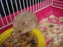 Voici Mes Hamsters nains Campbell Poloch10