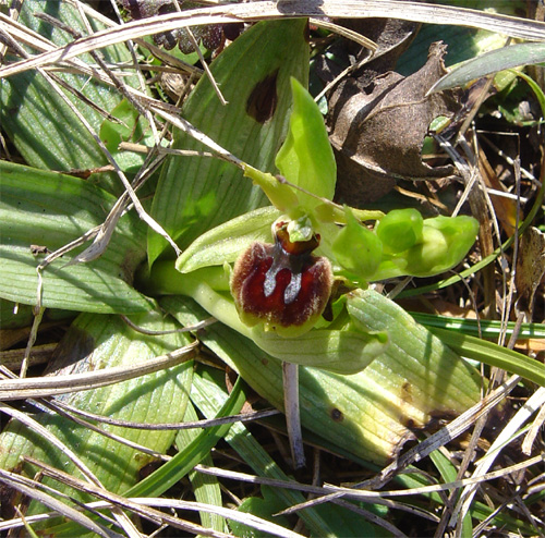 Ophrys massiliensis O_aran10