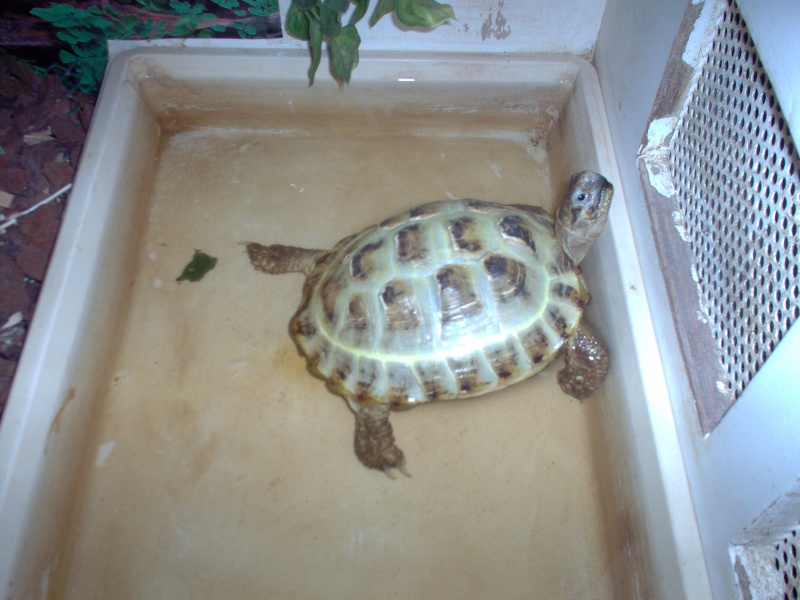 identification d un bebe tortue Tortue10