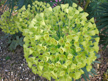 Euphorbia characias ssp. wulfenii Euphor10