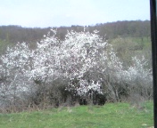 Avril et le cerisier. Photo014