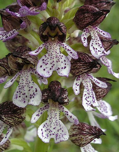 Orchis purpurea ( Orchis pourpre ) Opurpu14