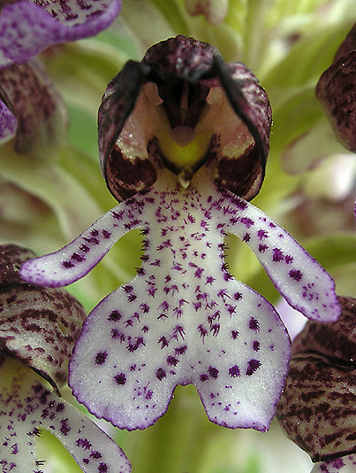 Orchis purpurea ( Orchis pourpre ) Opurpu15