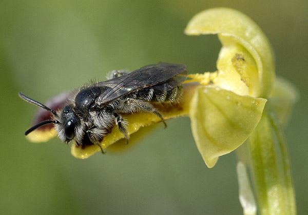 Ophrys (Pseudophrys) marmorata / bilunulata / subfusca Pseudo10