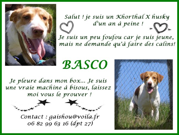 27 - basco Khorthal X husky 1 an Evreux- Eure Basco10