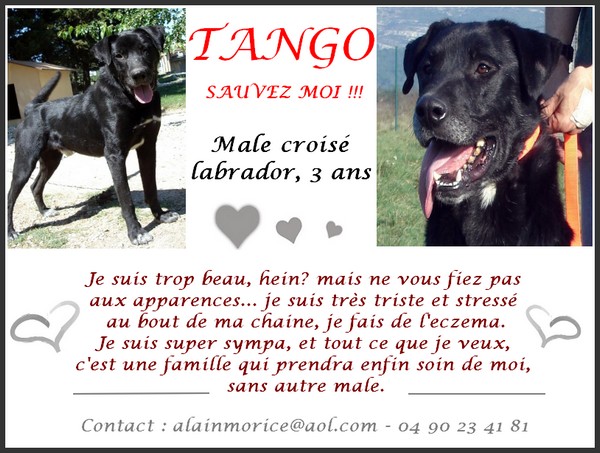 M)   TANGO croisé LABRADOR mâle 2 ans NOIR Tango10