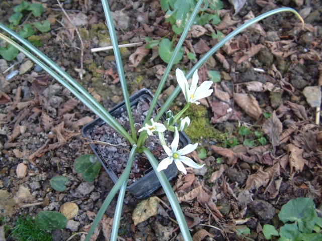 ornithogale umbellatum??? Dscf6410