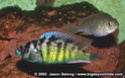 Haplochromis obliquidens Hsp4410