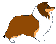 Sheltie d'or Sheltie d'or