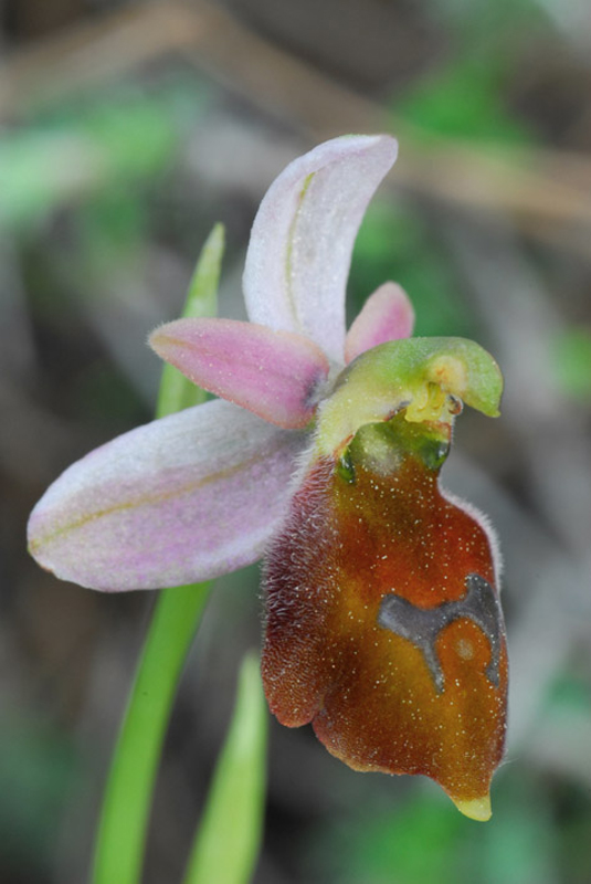 [Grèce] Ophrys de Rhodes Jlr_0711