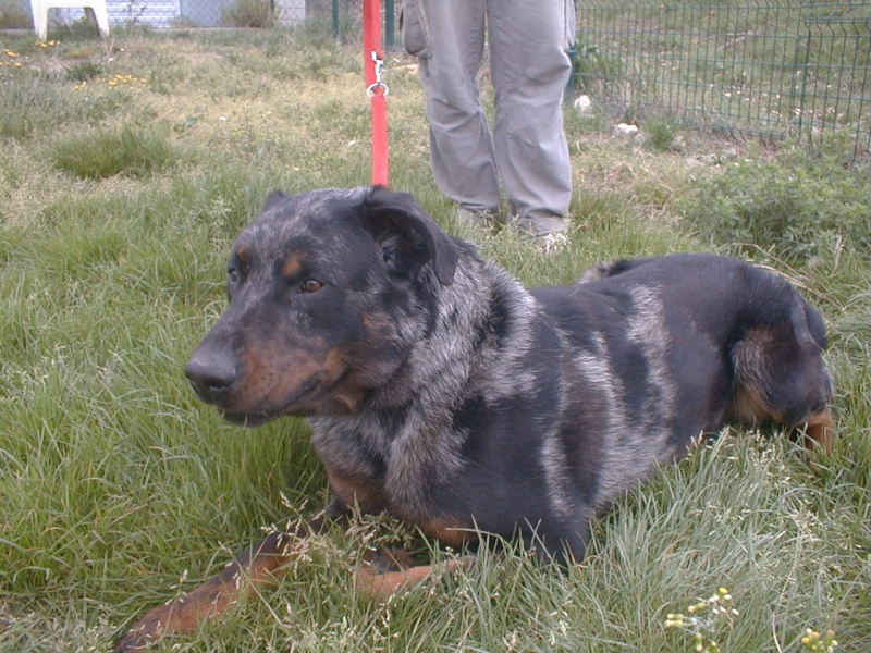 {ADOPTE} Atys beauceron arlequin de 17 mois Atys10