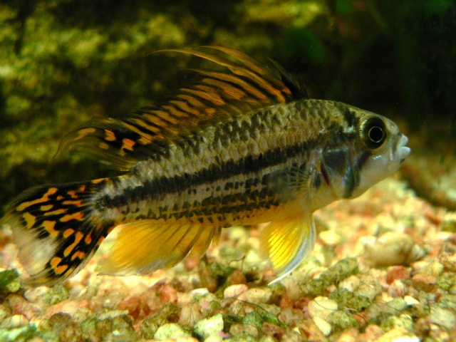 les poissons de Barbus Apisto12