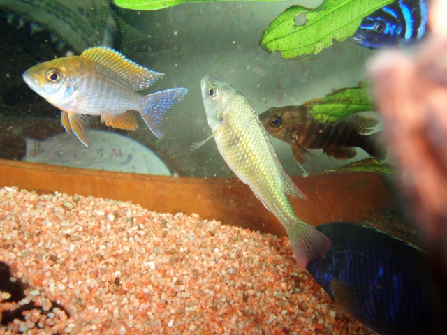 les poissons de Barbus Cichli15