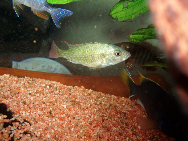les poissons de Barbus Cichli16