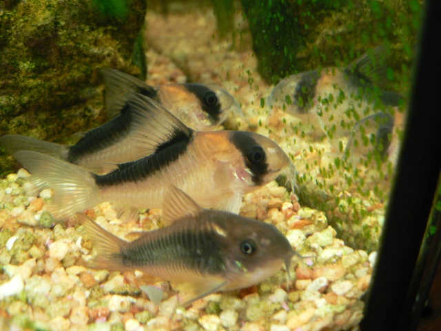 les poissons de Barbus Corydo10