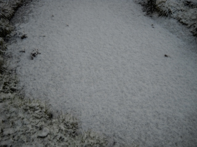 les bassins à tortues en hiver Neigeb11