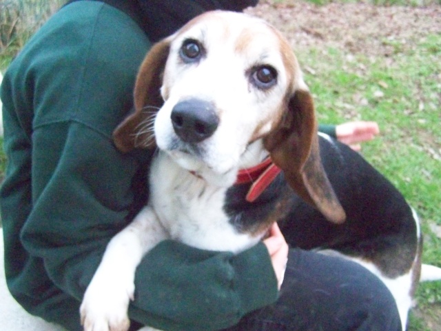 ATHOS, croisé beagle mâle, 10 ans (49) 100_9713