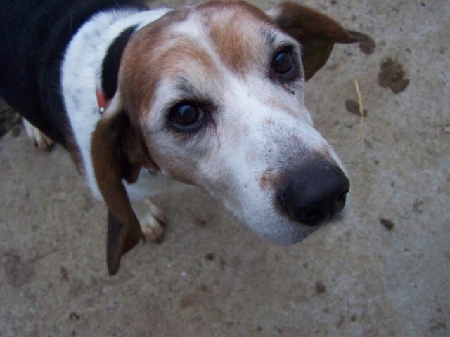 ATHOS, croisé beagle mâle, 10 ans (49) 100_9714