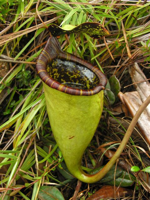 News Nepenthes 20410