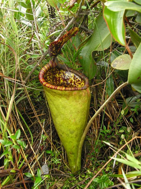 News Nepenthes 20510