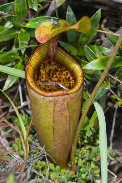 News Nepenthes Nepent10