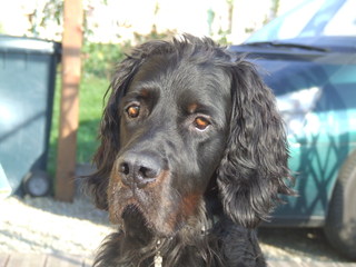 Solveig, setter gordon de 8 ans (29) Solvei11