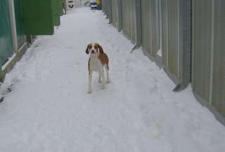 DANIELA, croisée beagle femelle, 10 mois (42) Hpim0312