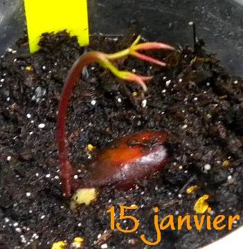 mes petites plantes et semis divers 15_jan10