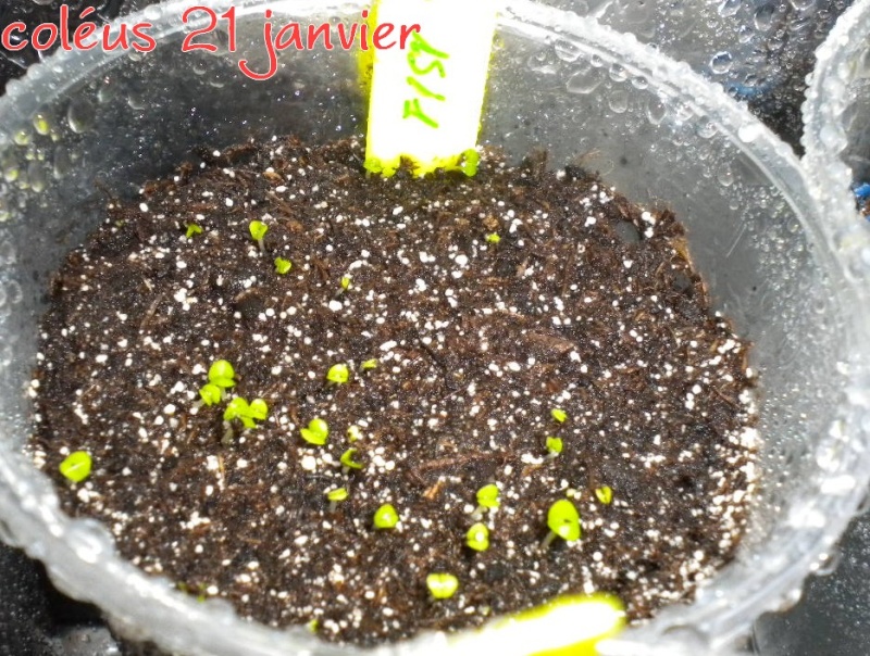mes petites plantes et semis divers 21_jan10