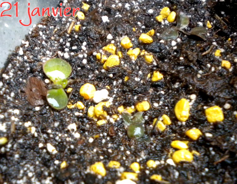 mes petites plantes et semis divers 21_jan11