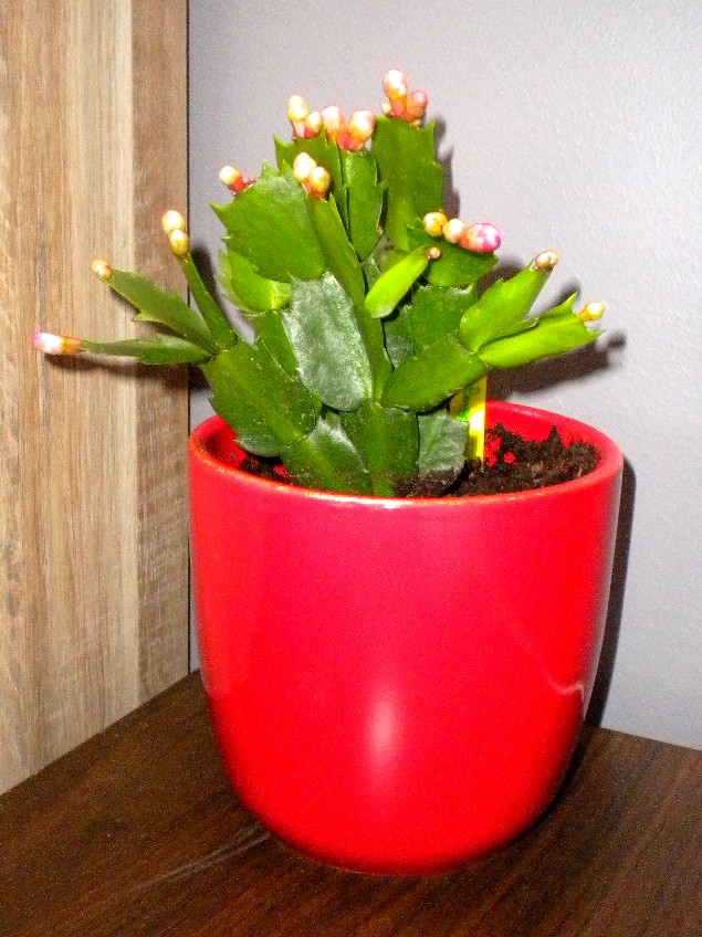mes petites plantes et semis divers Cactus10